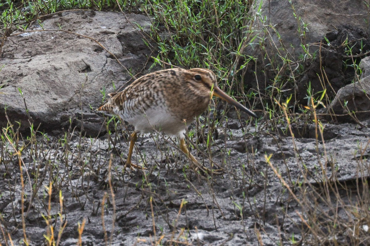 Common Snipe - ML618705133