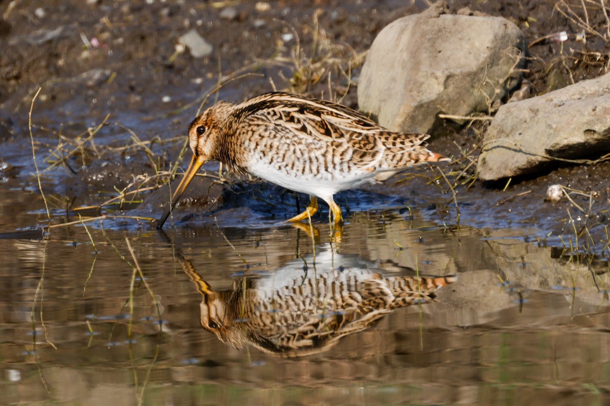 Common Snipe - ML618705134