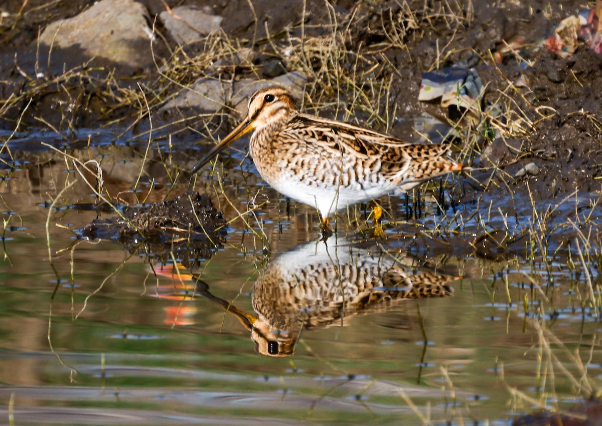 Common Snipe - ML618705136