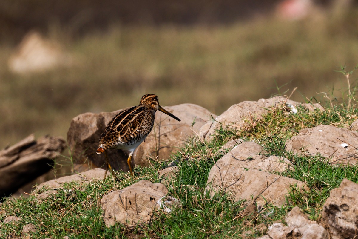 Common Snipe - ML618705138