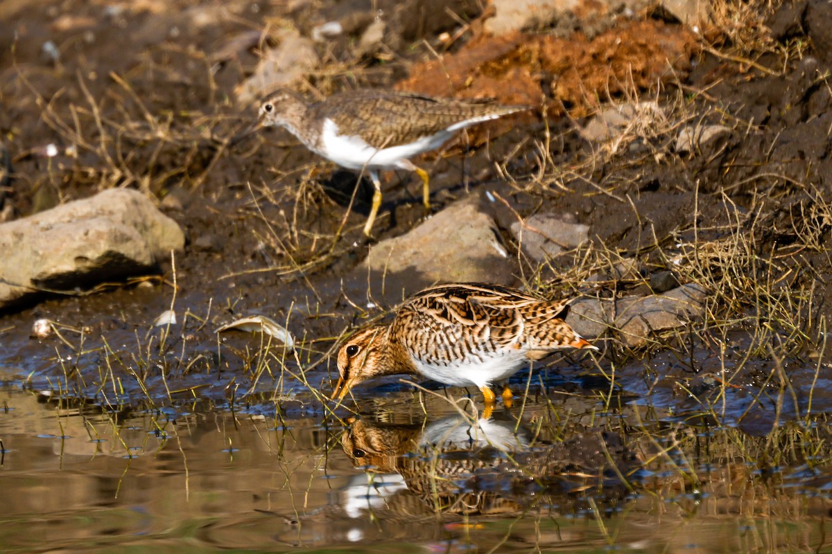 Common Snipe - ML618705139