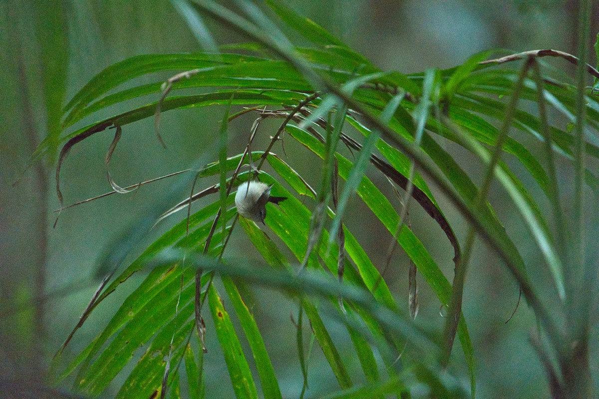 Brown Gerygone - ML618705154