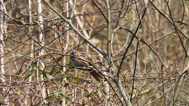 Brown Parrotbill - ML618705168