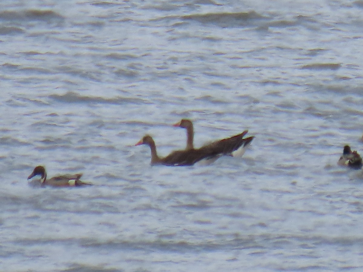 Greater White-fronted Goose - Laura Burke