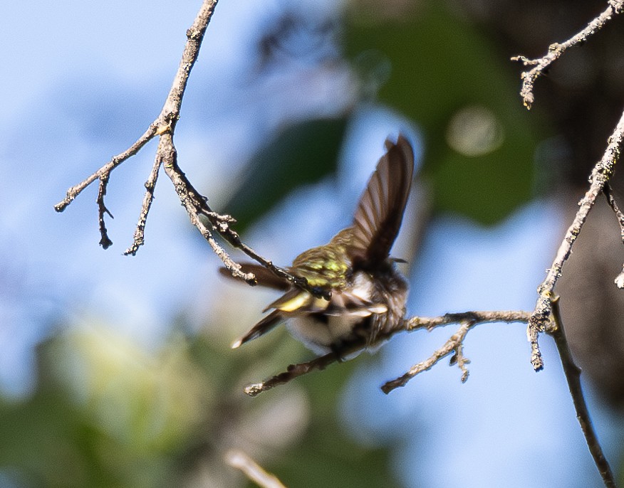 Colibrí de Anna - ML618705178