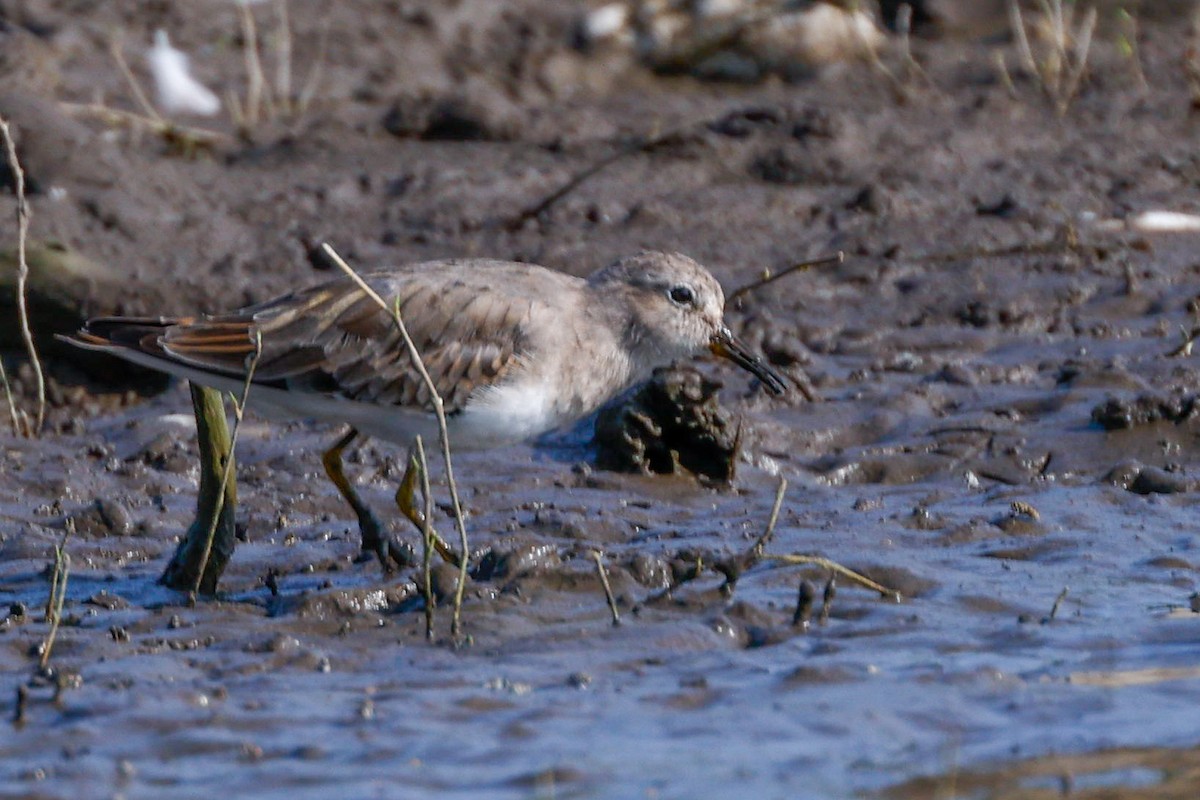 Temminck's Stint - ML618705179