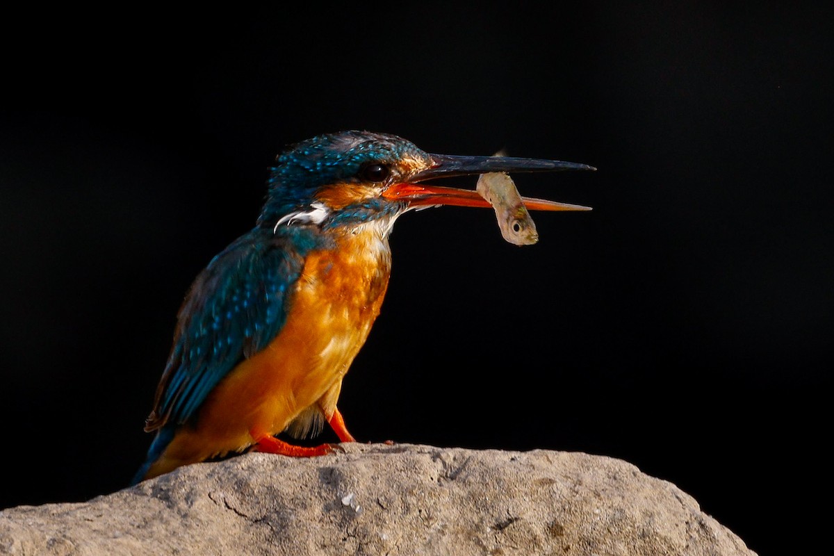 Common Kingfisher - ML618705190