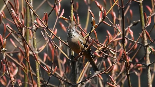 Yuhina à gorge striée - ML618705208