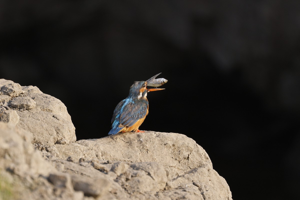 Common Kingfisher - Adil Ali