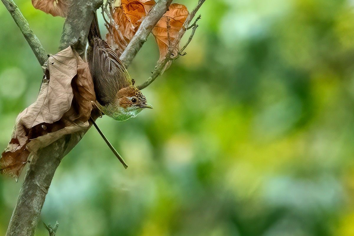 Striated Yuhina - Chonseng Sangma