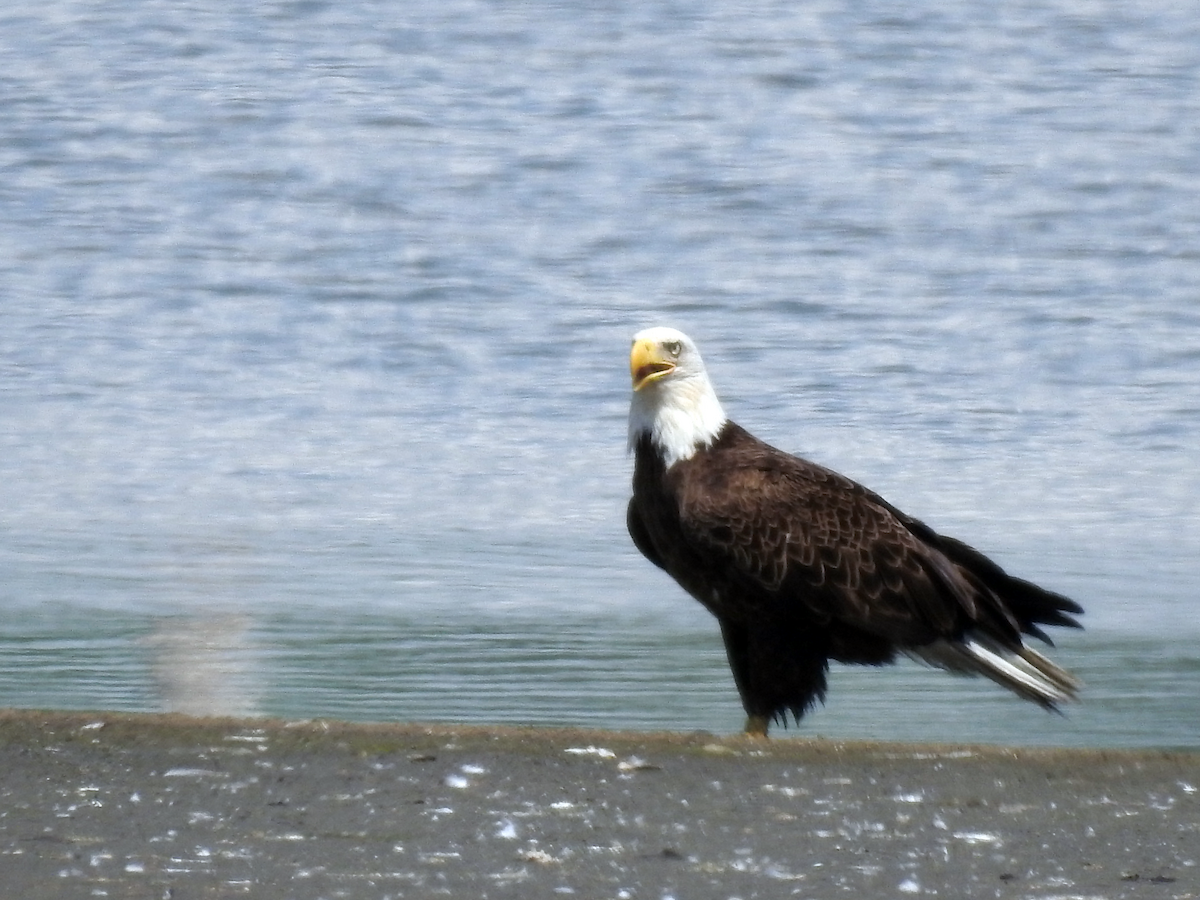 Weißkopf-Seeadler - ML618705223