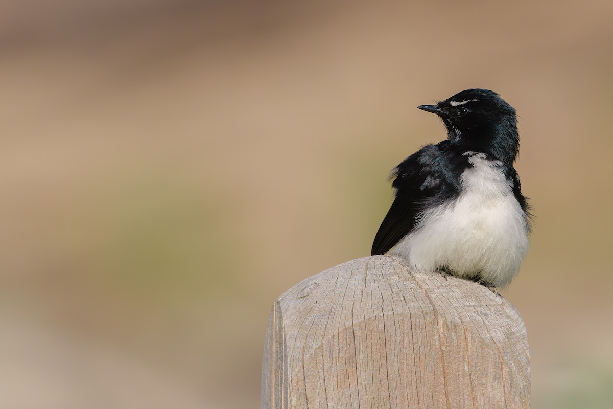 Willie-wagtail - ML618705231