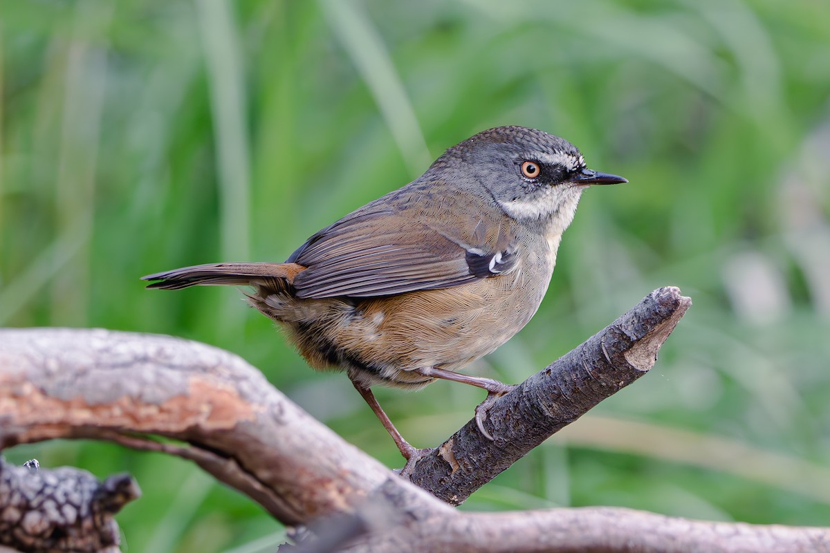 White-browed Scrubwren - Gary Dickson