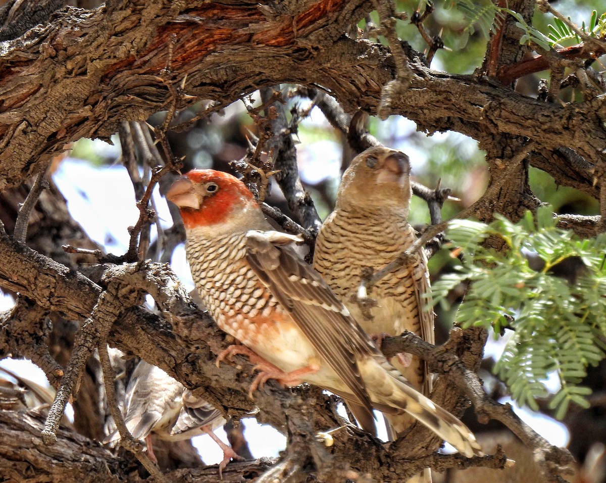 Red-headed Finch - ML618705251