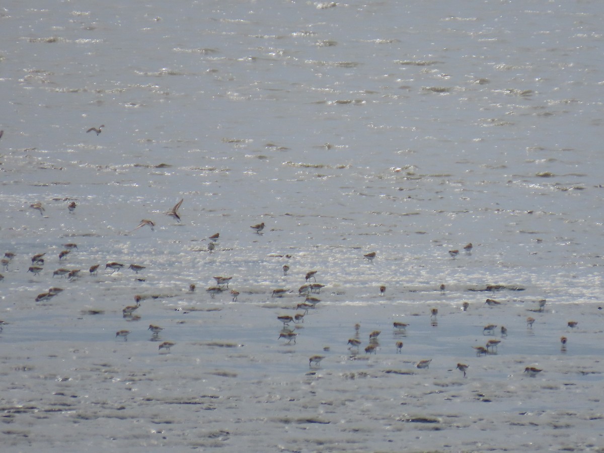 Western Sandpiper - ML618705255