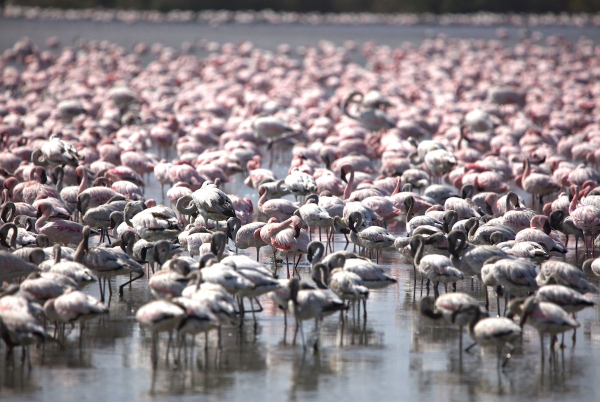 Lesser Flamingo - ML618705256