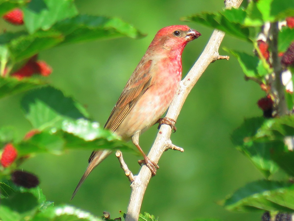 Common Rosefinch - ML618705268