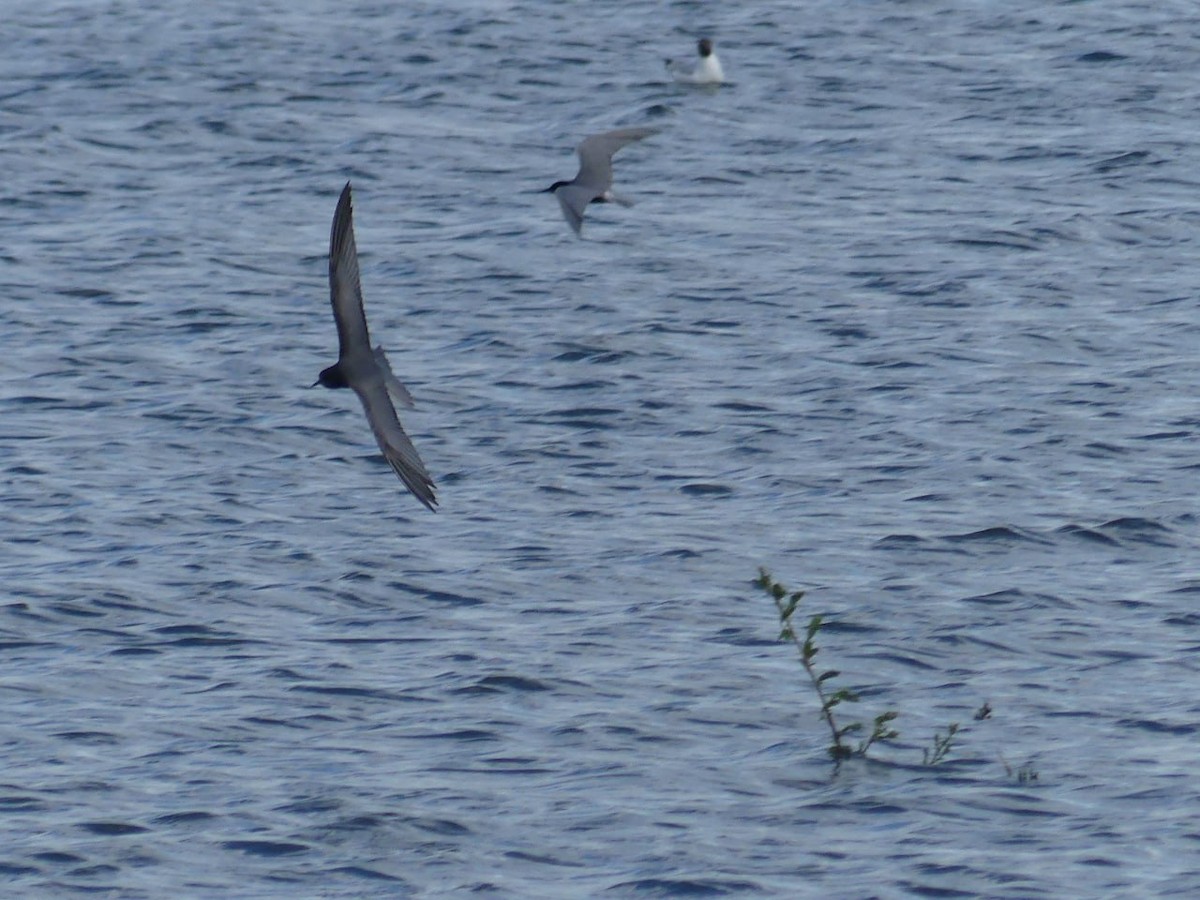 Black Tern - ML618705312