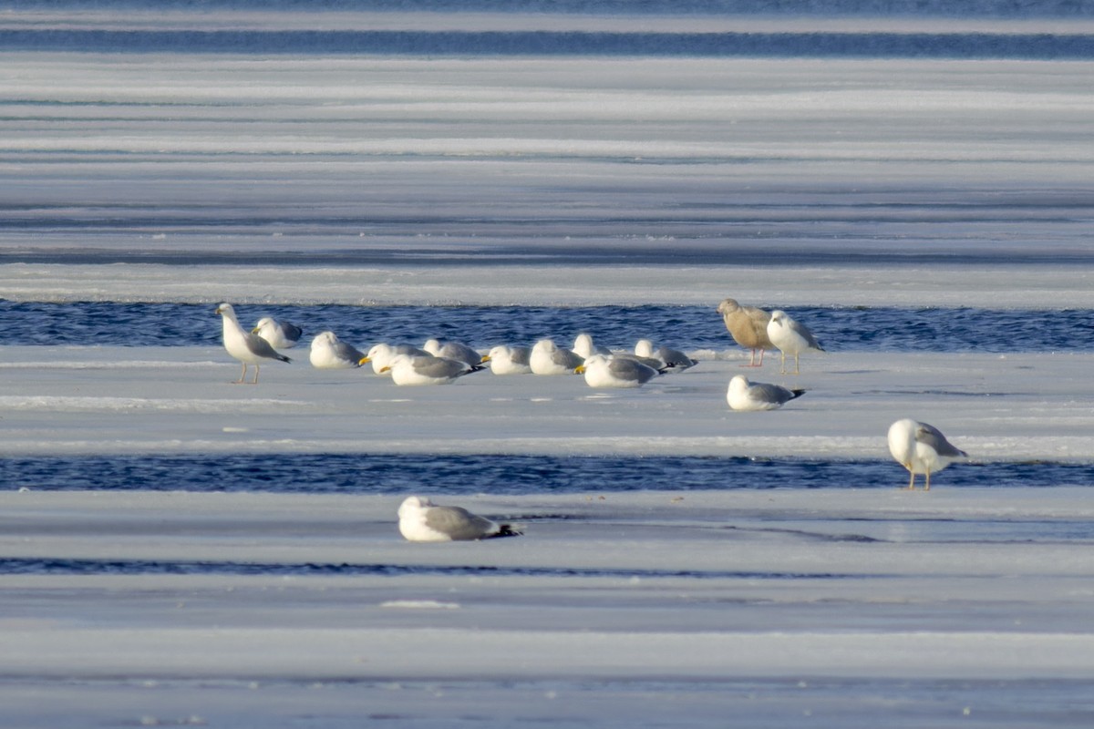 Glaucous Gull - African Googre