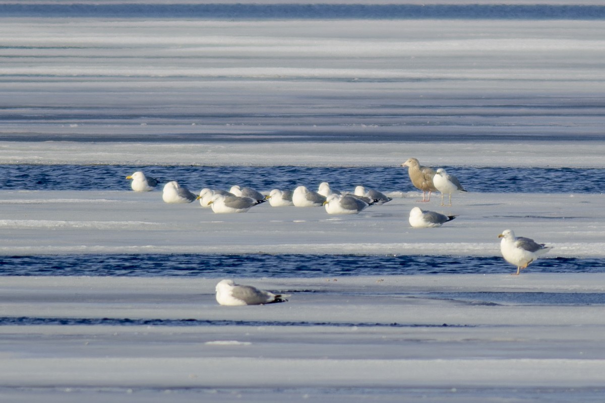 Glaucous Gull - African Googre