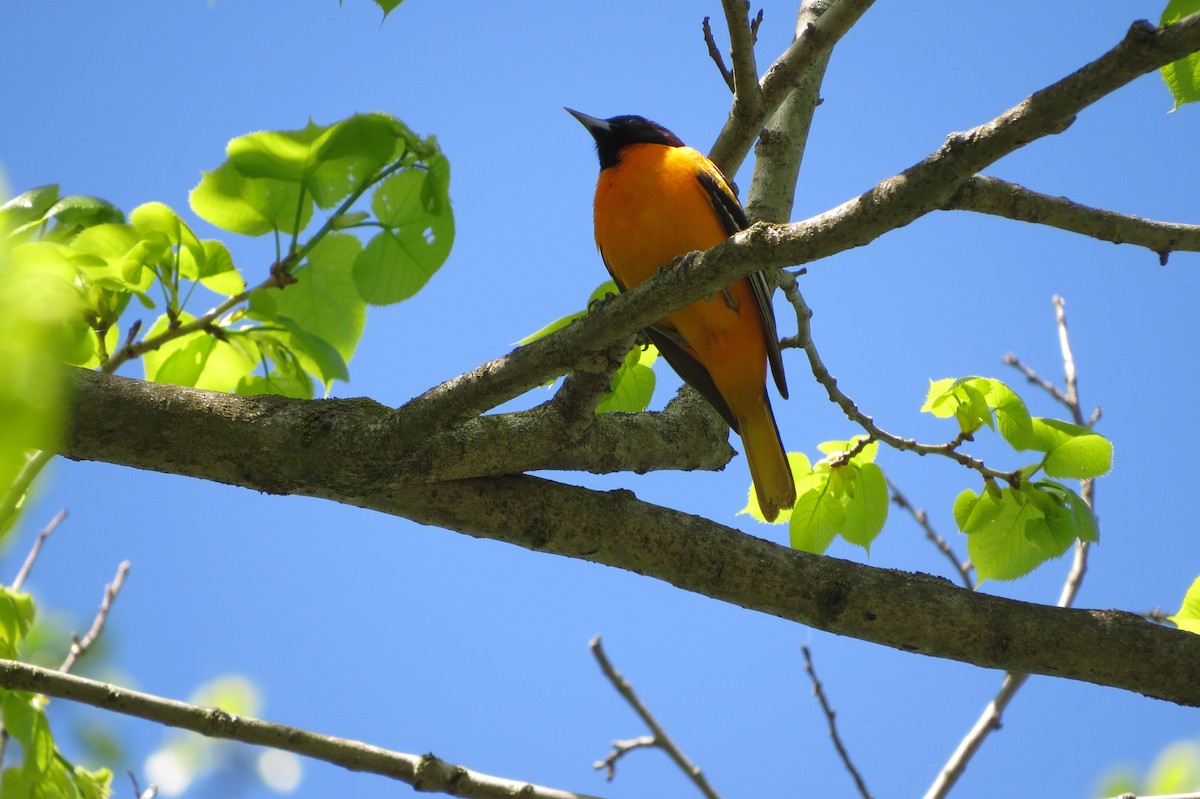 Baltimore Oriole - ML618705328