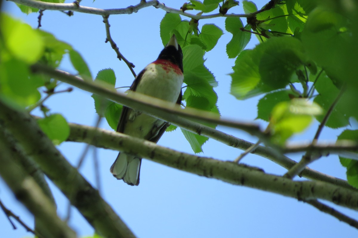 Rose-breasted Grosbeak - suzanne pudelek