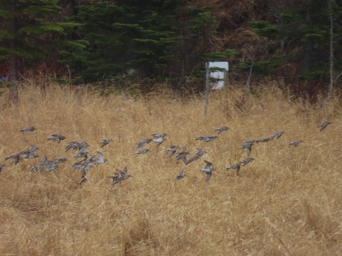 Pectoral Sandpiper - ML618705352