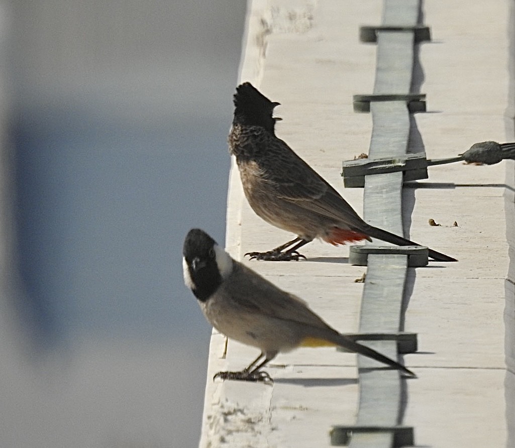 White-eared Bulbul - ML618705360