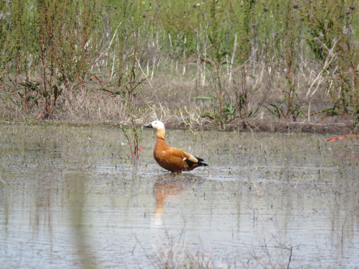 Ruddy Shelduck - Anonymous