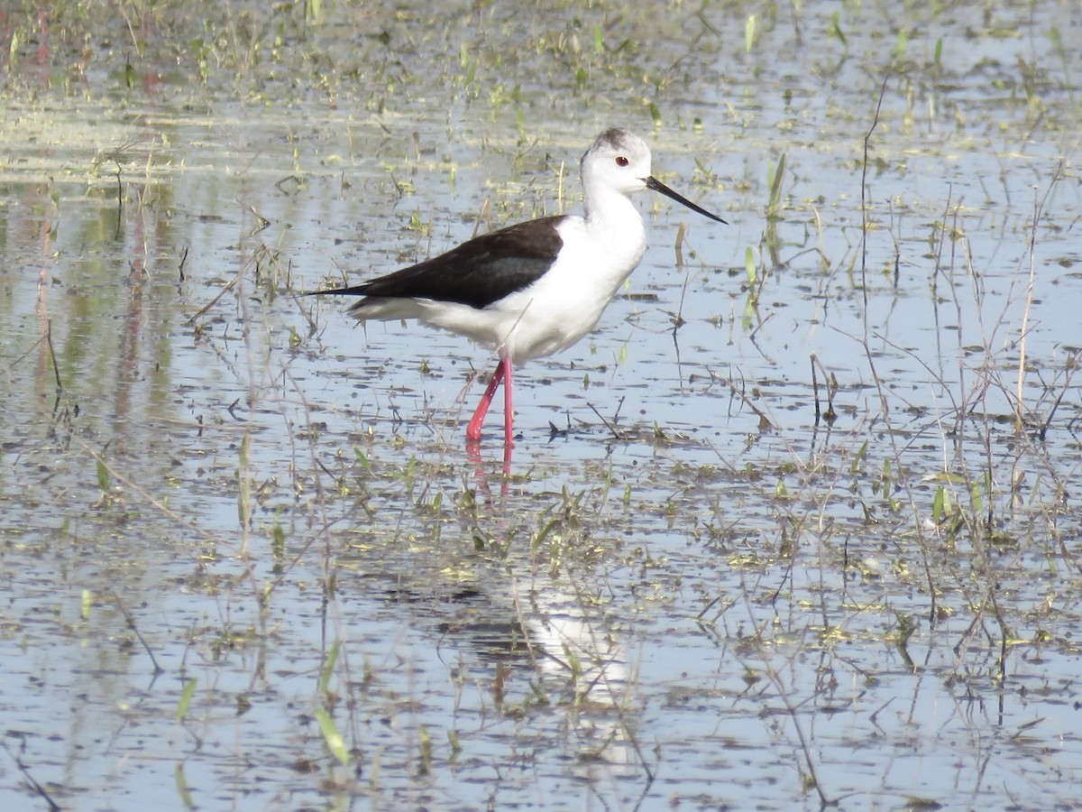 Black-winged Stilt - Anonymous