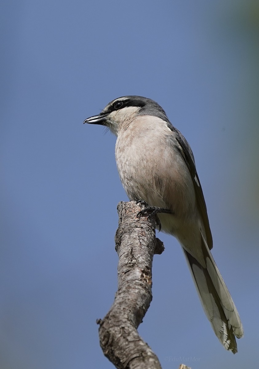 Iberian Gray Shrike - José Eduardo Mateos Moreno