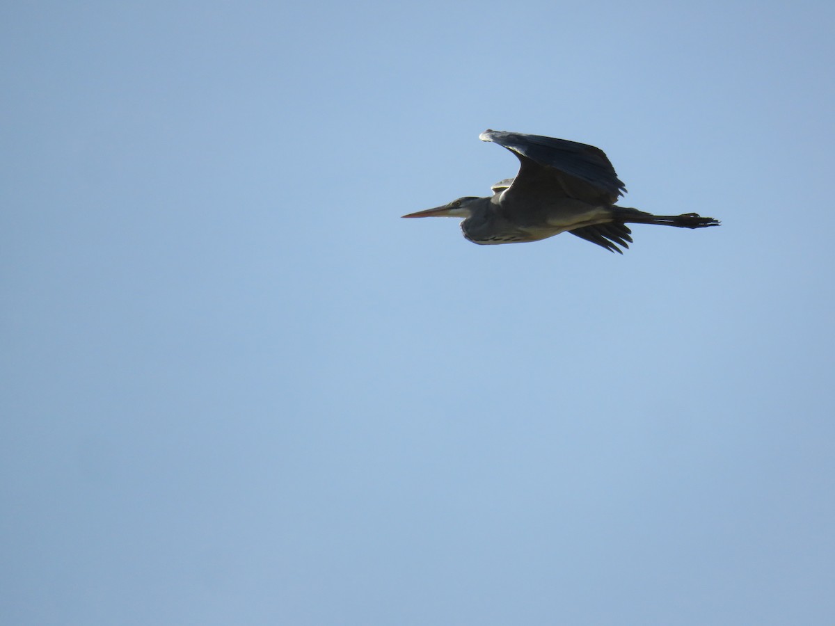 Gray Heron - Ricardo Rodríguez Llamazares