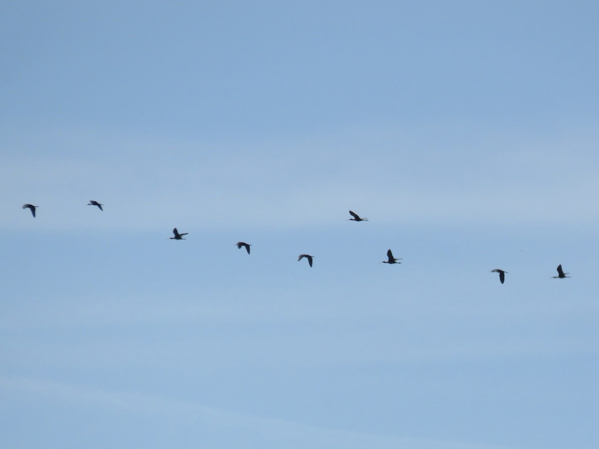 Glossy Ibis - Anonymous