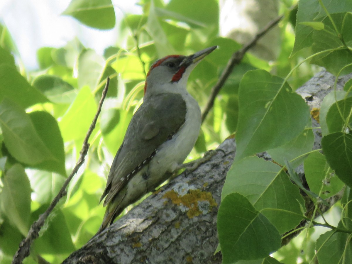 Iberian Green Woodpecker - Ricardo Rodríguez Llamazares