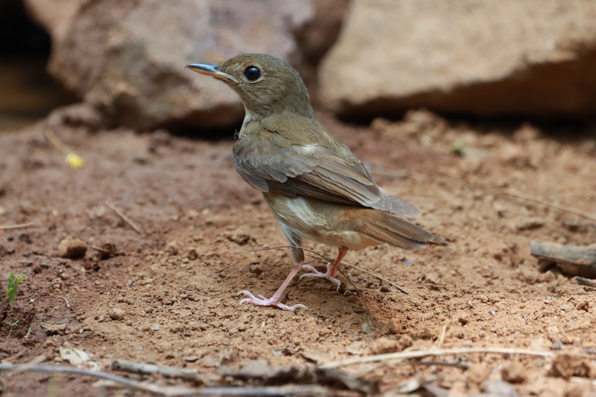 Brown-chested Jungle Flycatcher - ML618705489