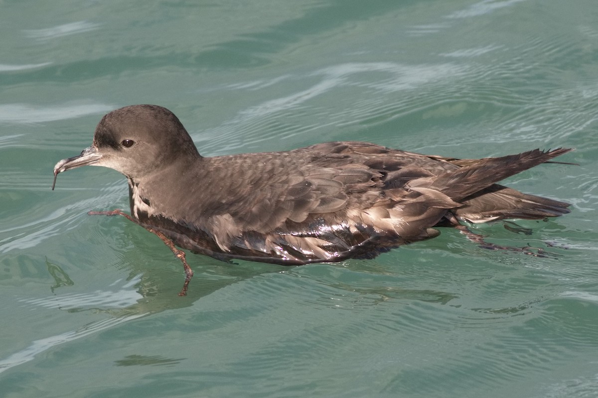 Short-tailed Shearwater - Dave O'Connor