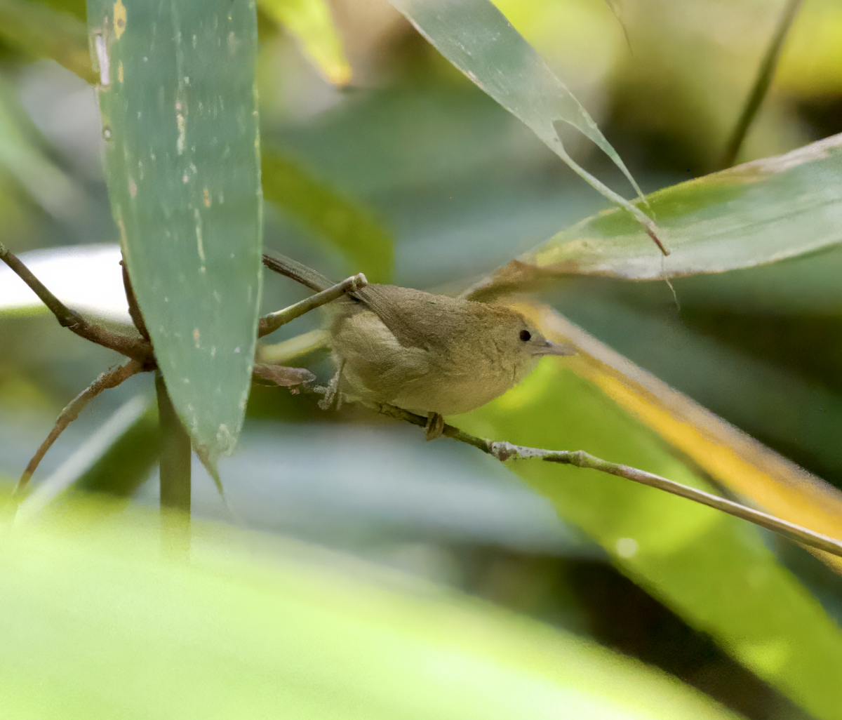 Buff-chested Babbler - Joseph Tobias