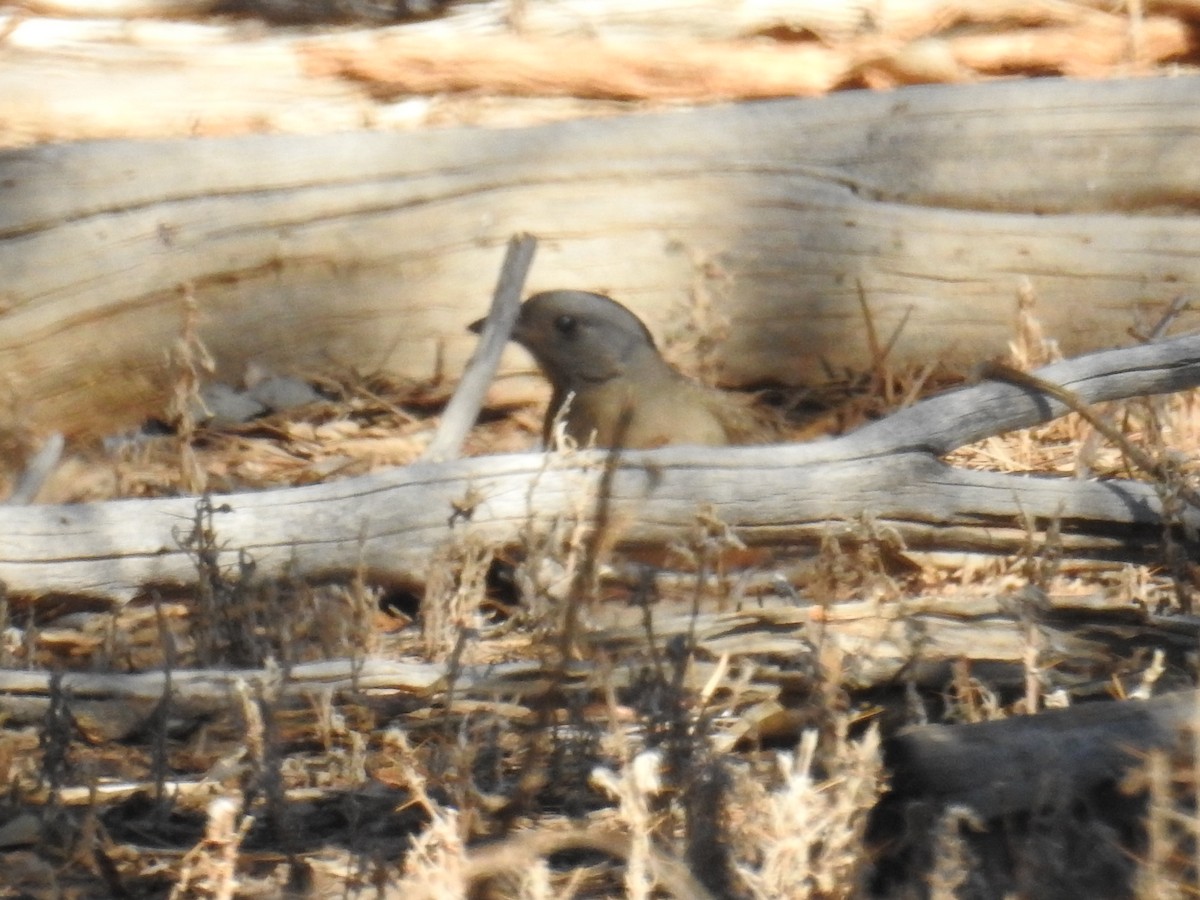 Crested Bellbird - ML618705598