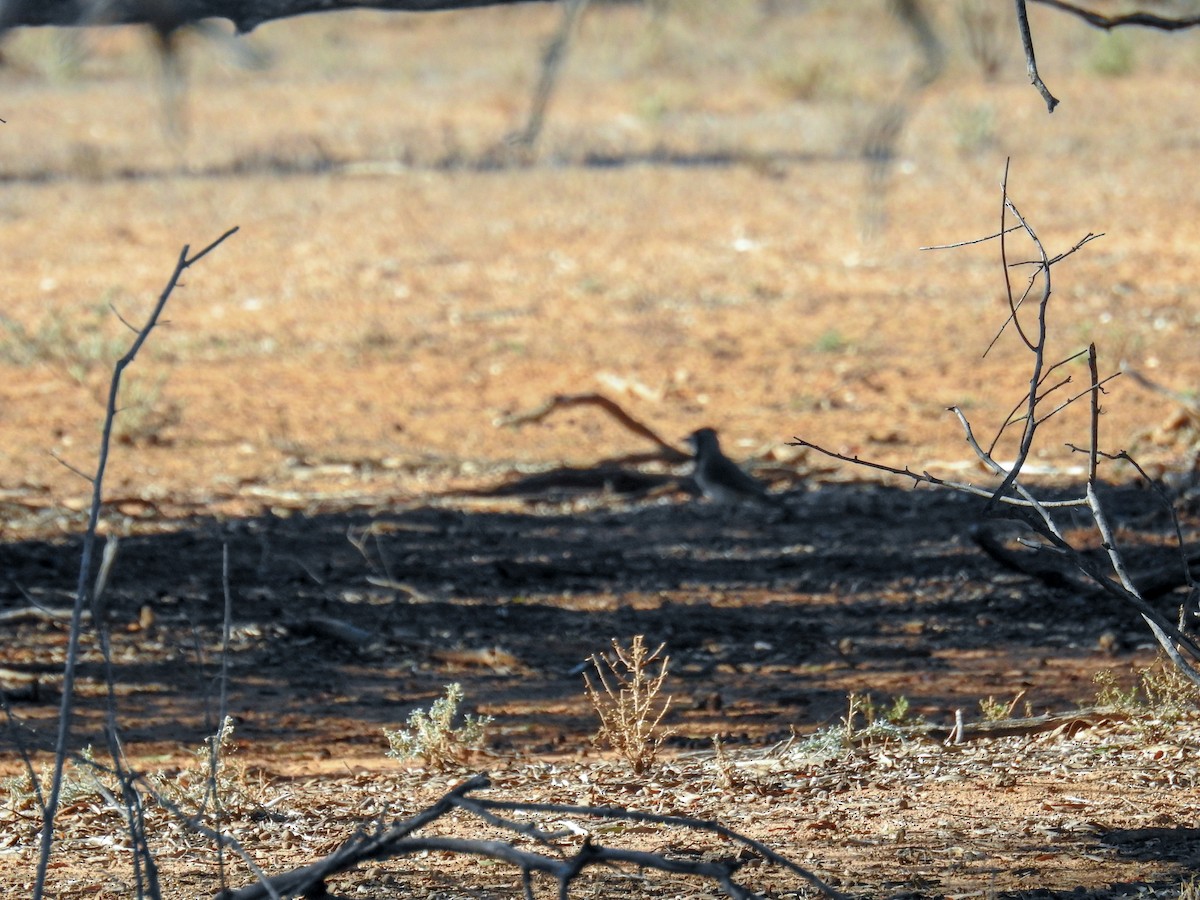 Crested Bellbird - ML618705600