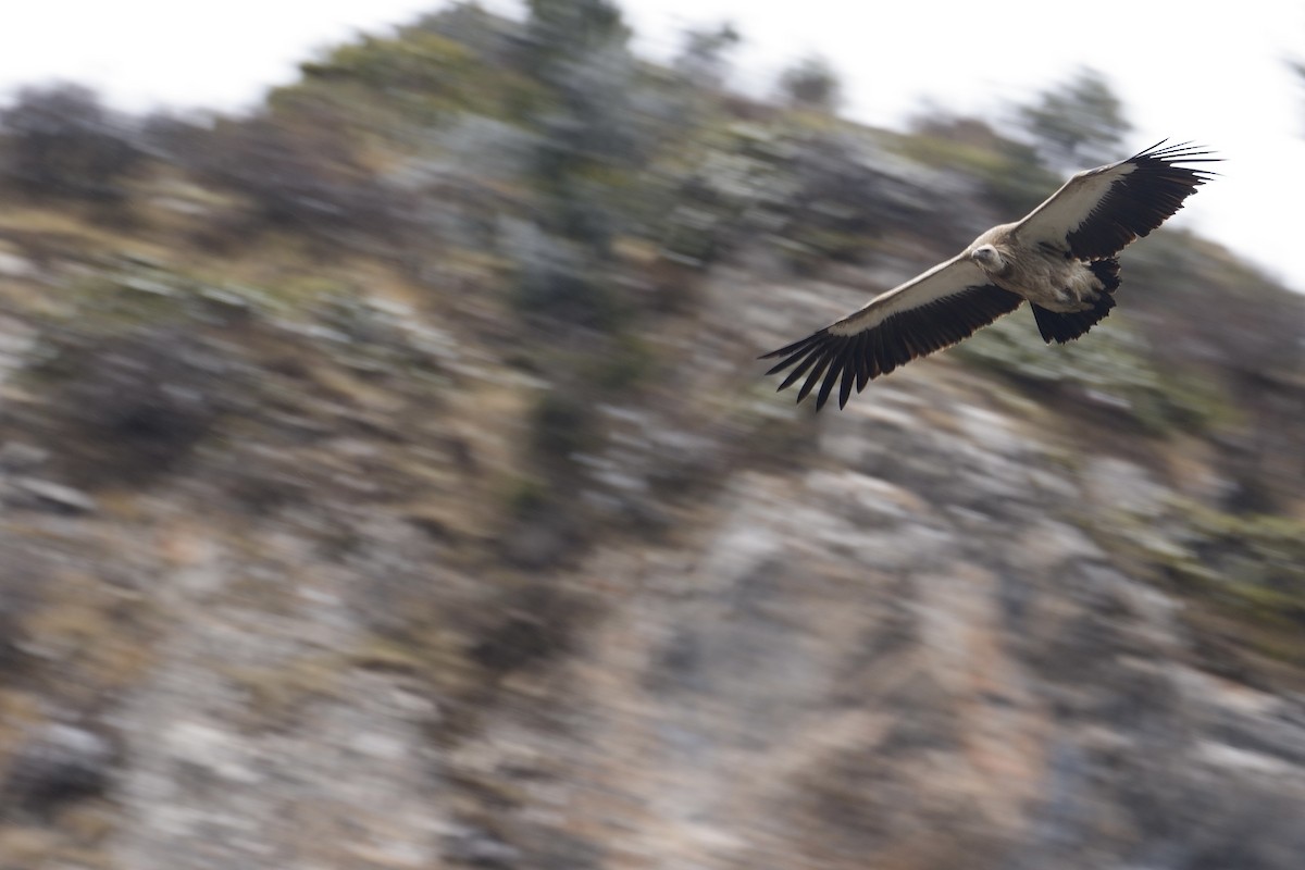 Himalayan Griffon - LiCheng Wang