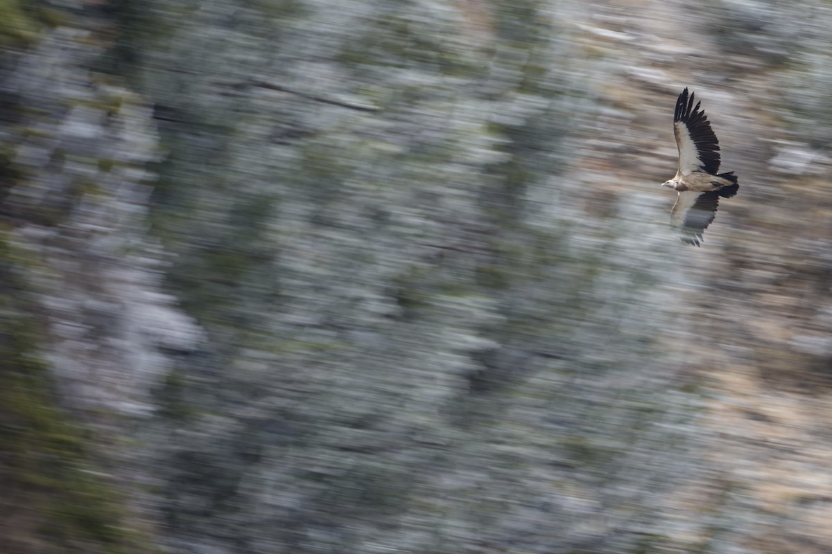 Himalayan Griffon - LiCheng Wang