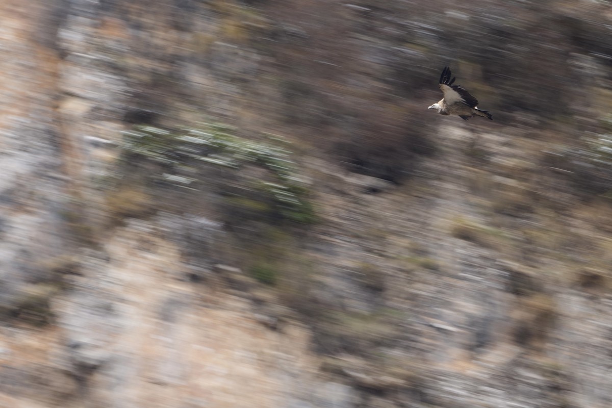 Himalayan Griffon - LiCheng Wang