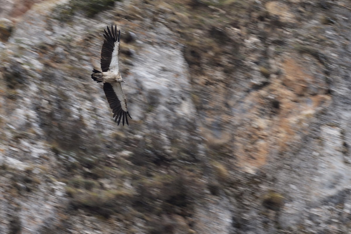 Himalayan Griffon - LiCheng Wang