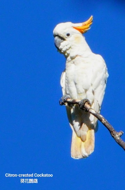 Citron-crested Cockatoo - ML618705621