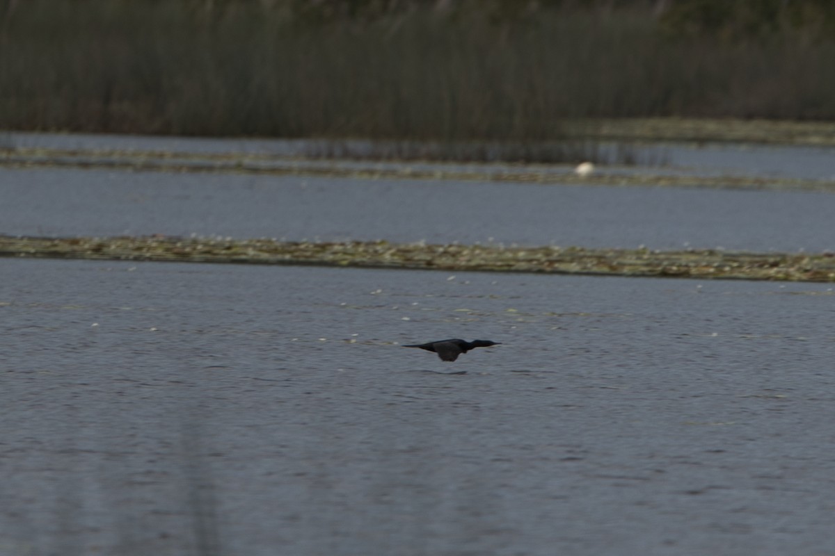 Great Cormorant - ML618705641