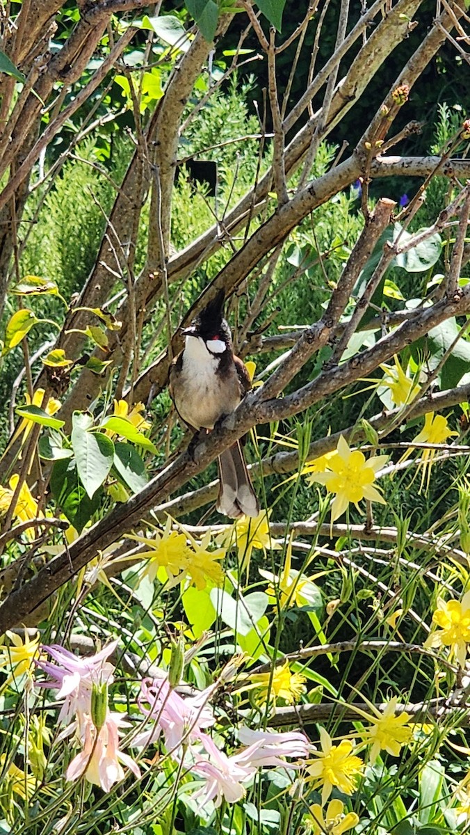 Red-whiskered Bulbul - ML618705648