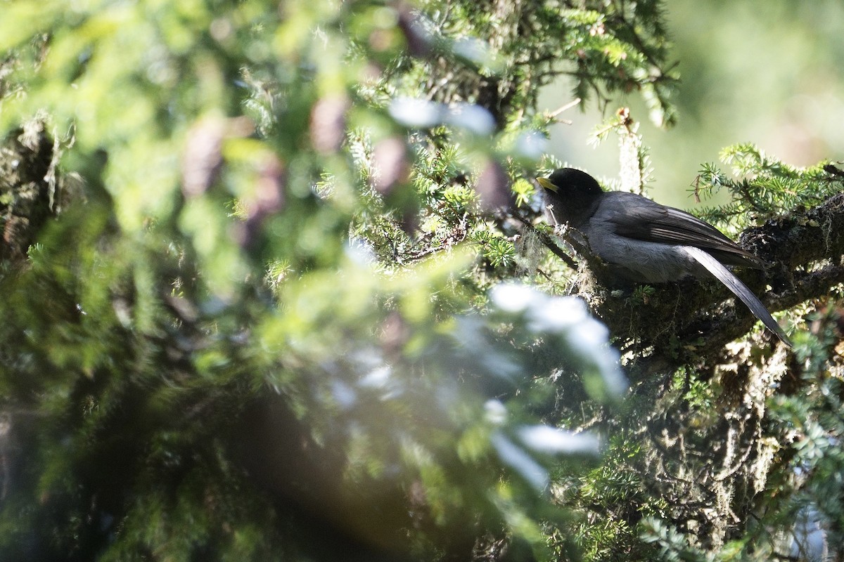 Sichuan Jay - ML618705714