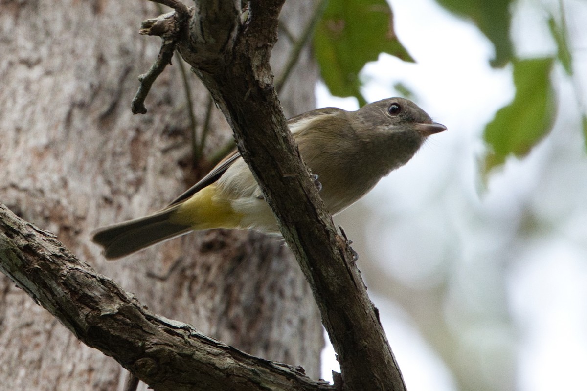 Golden Whistler - ML618705720