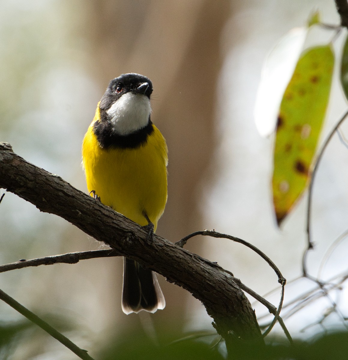 Golden Whistler - ML618705723