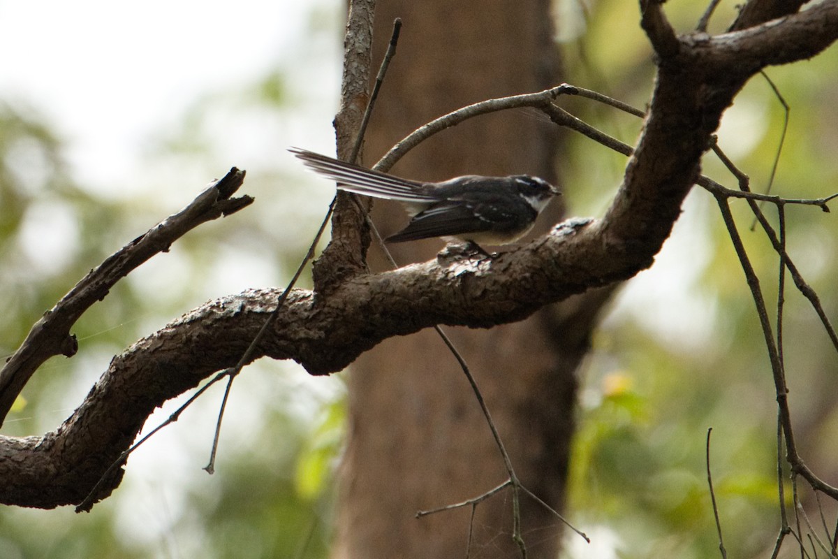 Gray Fantail - Helen Leonard